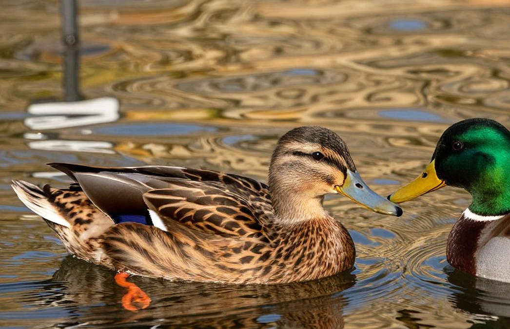 ASCA 30-Under-30: Nước Mỹ đào tạo kình ngư, và ở tầng sâu hơn, đào tạo luôn người đào tạo kình ngư ASCA 30-Under-30: Nước Mỹ đào tạo kình ngư, và ở tầng sâu hơn, đào tạo luôn người đào tạo kình ngư