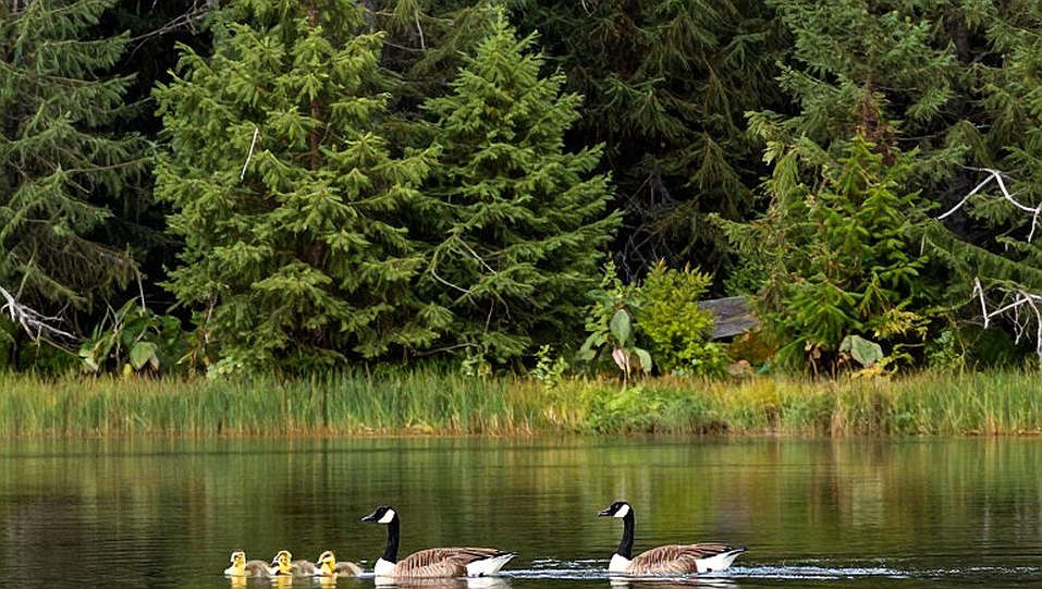 Baku lần đầu đăng cai Cúp thế giới bơi lội: 216 VĐV, 44 quốc gia, 1,2 triệu USD